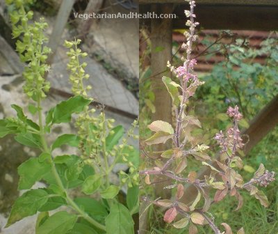 green and red thulasi