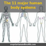 11 major human body systems